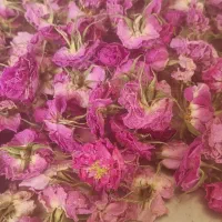 فروش گل محمدی