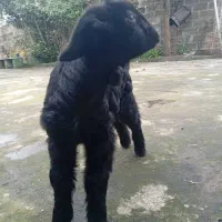 دو عدد بزغاله نر