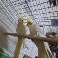 یک جفت عروس هلند نر ماده