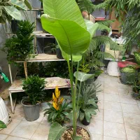 نخل نیکلای انواع گل گیاه اپارتمانی نیلا گالری