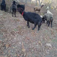 قوچ غزل افشار|حیوانات مزرعه|بوئین و میاندشت, |دیوار