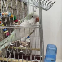 جوجه راهب و جوجه مرغ عشق