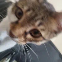 واگذاری بچه گربه