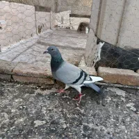 کفتر پلاکی|پرنده|الوند, |دیوار