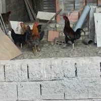 خروس فروشی قیمت مناسب