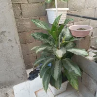 گل طبیعی و بزرگ