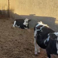 ۲راس سیمنتال ماده ۲۵۰ کیلویی|حیوانات مزرعه|شال, |دیوار