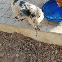 سگ پشمالو|سگ|هشتگرد, تهران دشت|دیوار