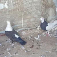 فوری  کبوتر|پرنده|بم, |دیوار