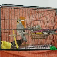 عروس هلندی ۲ ماهه دون خور