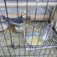 عروس هلندی نر  سخنگو و ماده ایزابلا خاص