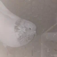 یه جفت کله ای  درست و حسابی