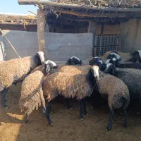 میش ناب شالی