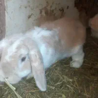 خرگوش گوگولی