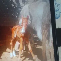 فروش اسب و کوره اسب.    قیمت ۳۷ میلیون