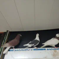 کبوتر مفت|پرنده|یاسوج, |دیوار