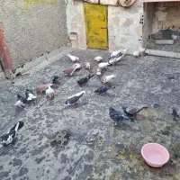 کفترا پرشی رنگی|پرنده|قزوین, |دیوار