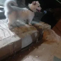 پاکوتاه ماده