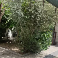 اجاره-منزل-دوطبقه-دربست