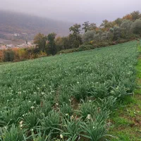 گل نرگس|گل و گیاه طبیعی|خان ببین, |دیوار