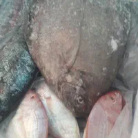 ماهی فروشی بالوی