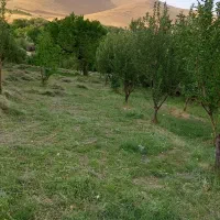 باغ میوه|فروش زمین و ملک کلنگی|سلطانیه, |دیوار