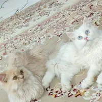 خواهر و برادر دوقلو