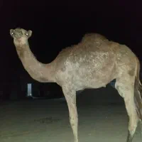 نره 9ماه چاق
