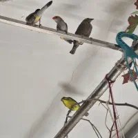 فنچ پتیلا بال زرد ماده|پرنده|اصفهان, گلزار|دیوار