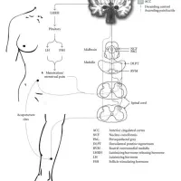 ورکشاپ تخصصی امبدینگ (کاشت نخ) لاغری|خدمات آموزشی|مشهد, جنت|دیوار