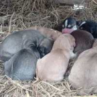 هاسکی قدکوتاه اصل|سگ|لاهیجان, بازکیاگوراب|دیوار