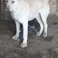 سگ پژدر معاوضه با ماده