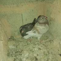 معاوضه یا فروشی