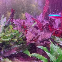 گیاه آکواریوم