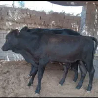 گوساله نر کشیده جنسی