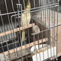 عروس هلندی لوتینو مولد|پرنده|باغستان, |دیوار