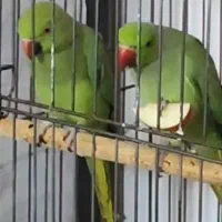 جفت ملنگو با چهار تخم تازه گذاشته