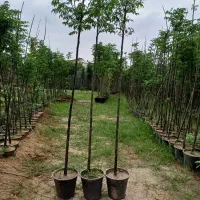 نهال های زیتون تلخ برای زینتی گلدانی ارتفاع ۳ متر|خدمات باغبانی و درختکاری|شیراز, شهرک سراج|دیوار