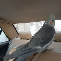 عروس هلندی|پرنده|شاهینشهر, عطار|دیوار