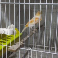 قناری|پرنده|مشهد, شهید قربانی|دیوار