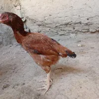 لل خروس نسل دار|حیوانات مزرعه|میناب, |دیوار