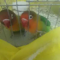 جفت طوطی برزیلی ۷ رنگ|پرنده|دورود, |دیوار