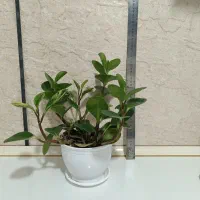 گلهای خانگی