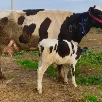 سوپر گاو گوساله دار