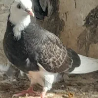 کبوتر شازده معاوزه