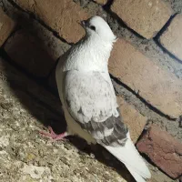 کفتر|پرنده|دهگلان, |دیوار