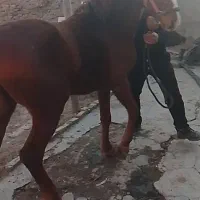 فروش اسب
