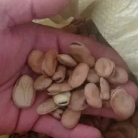 بذر باقالا|گل و گیاه طبیعی|نکا, |دیوار