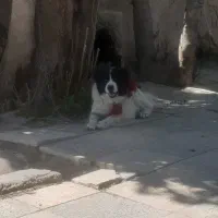واگذاری قدرجونی