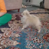 سگ پامر|سگ|سبزوار, باهنر|دیوار